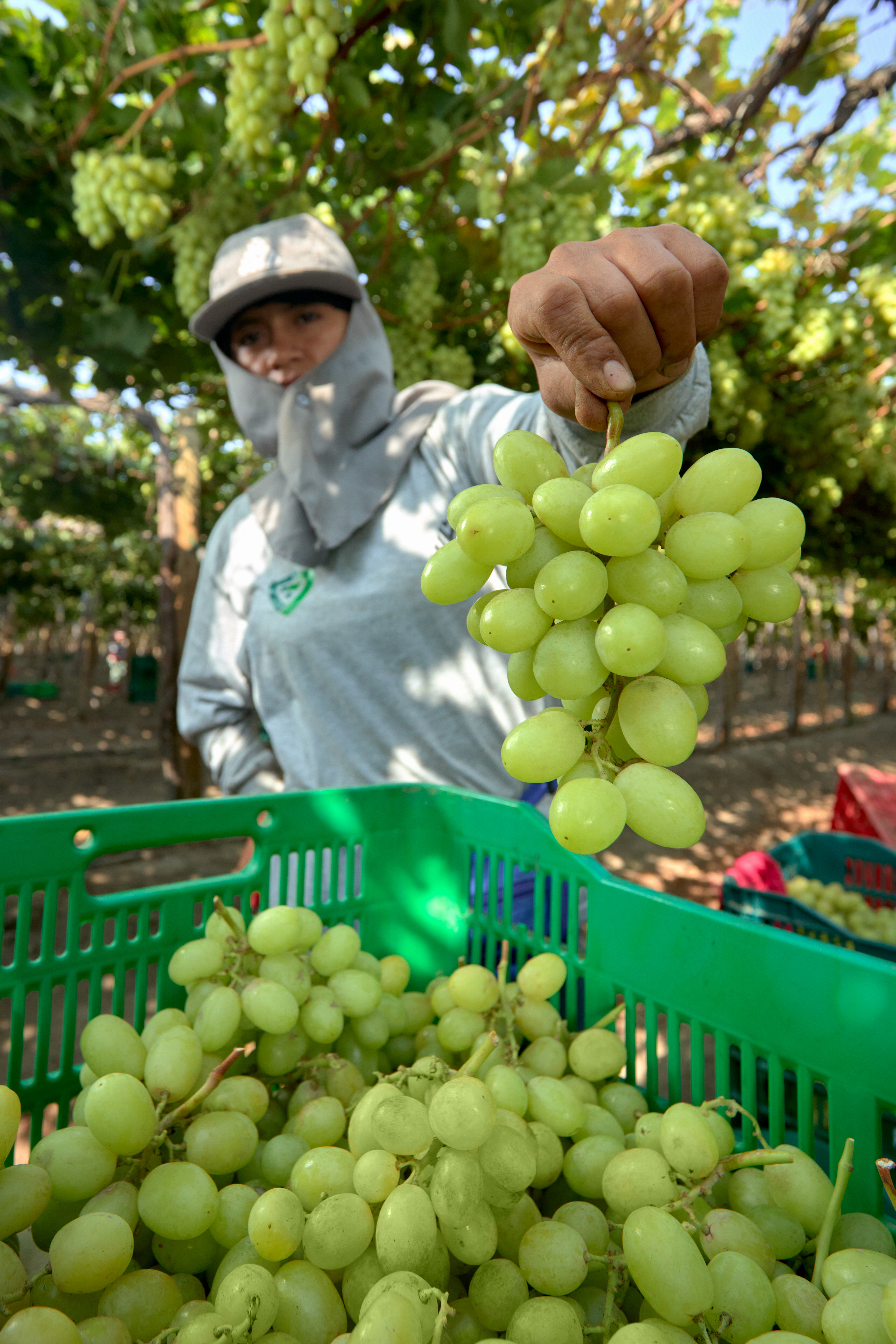 Personal trabajando durante la cosecha de uvas