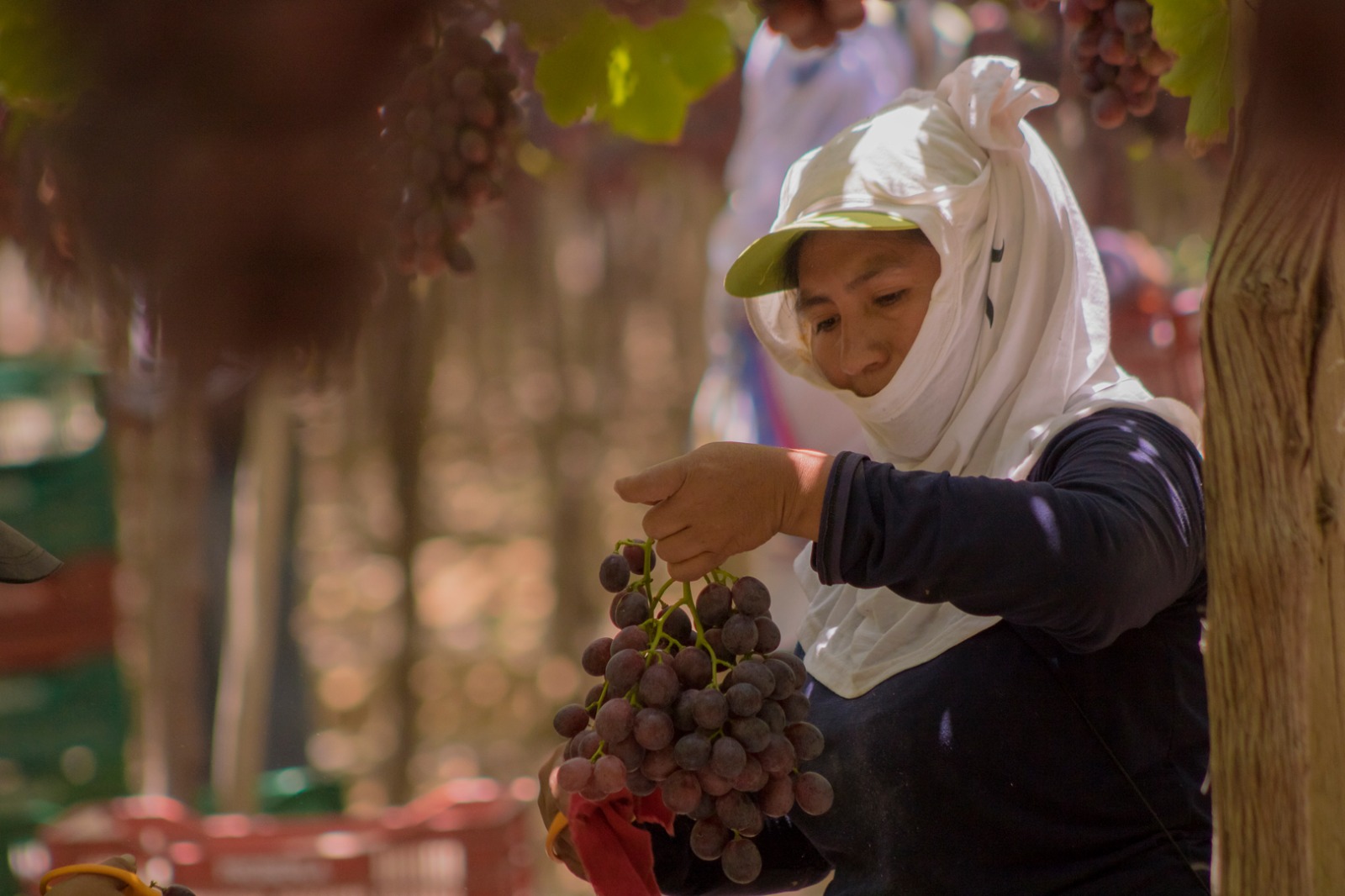 Uvas verdes en el viñedo