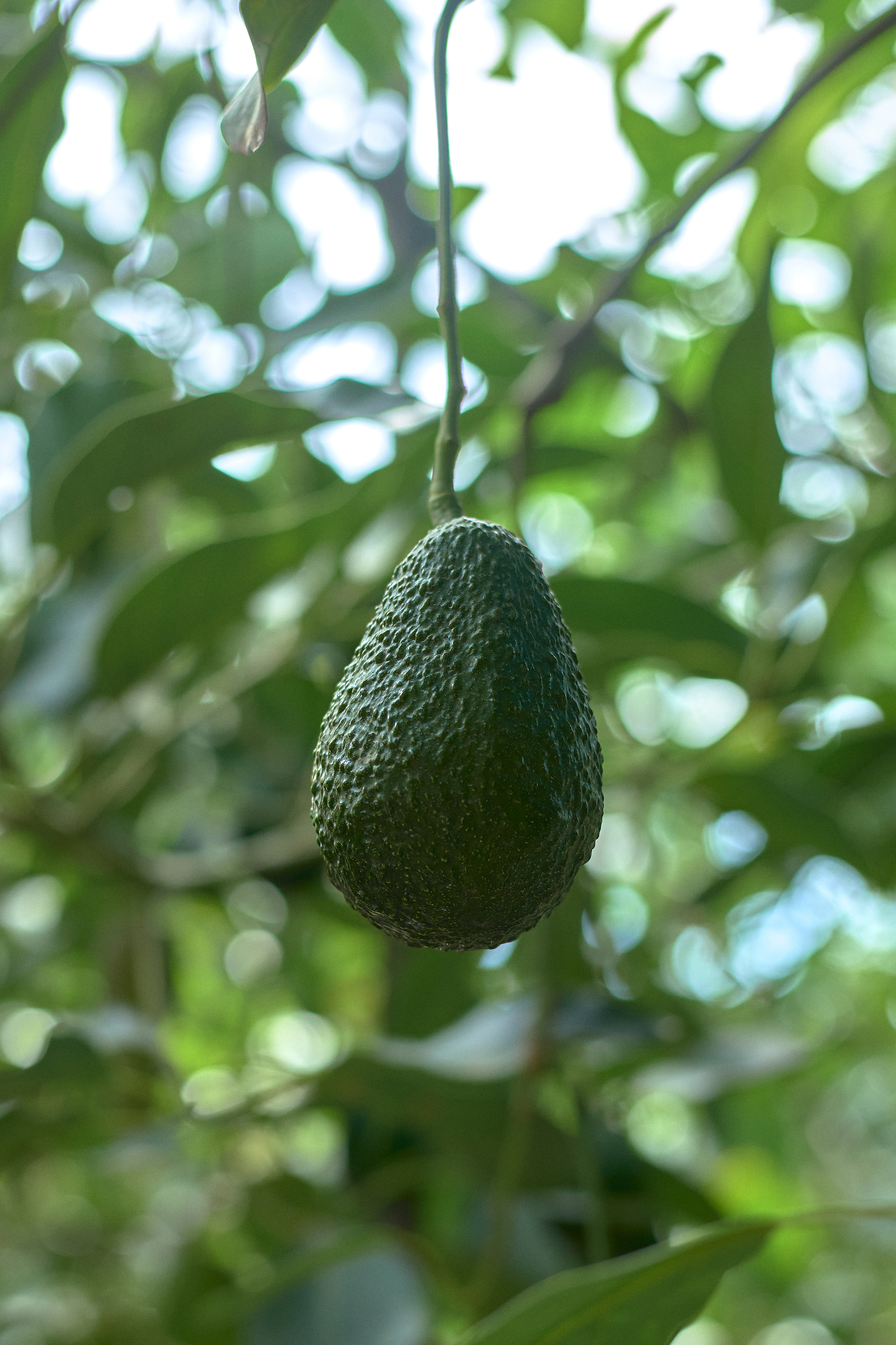 Paltas creciendo en el árbol