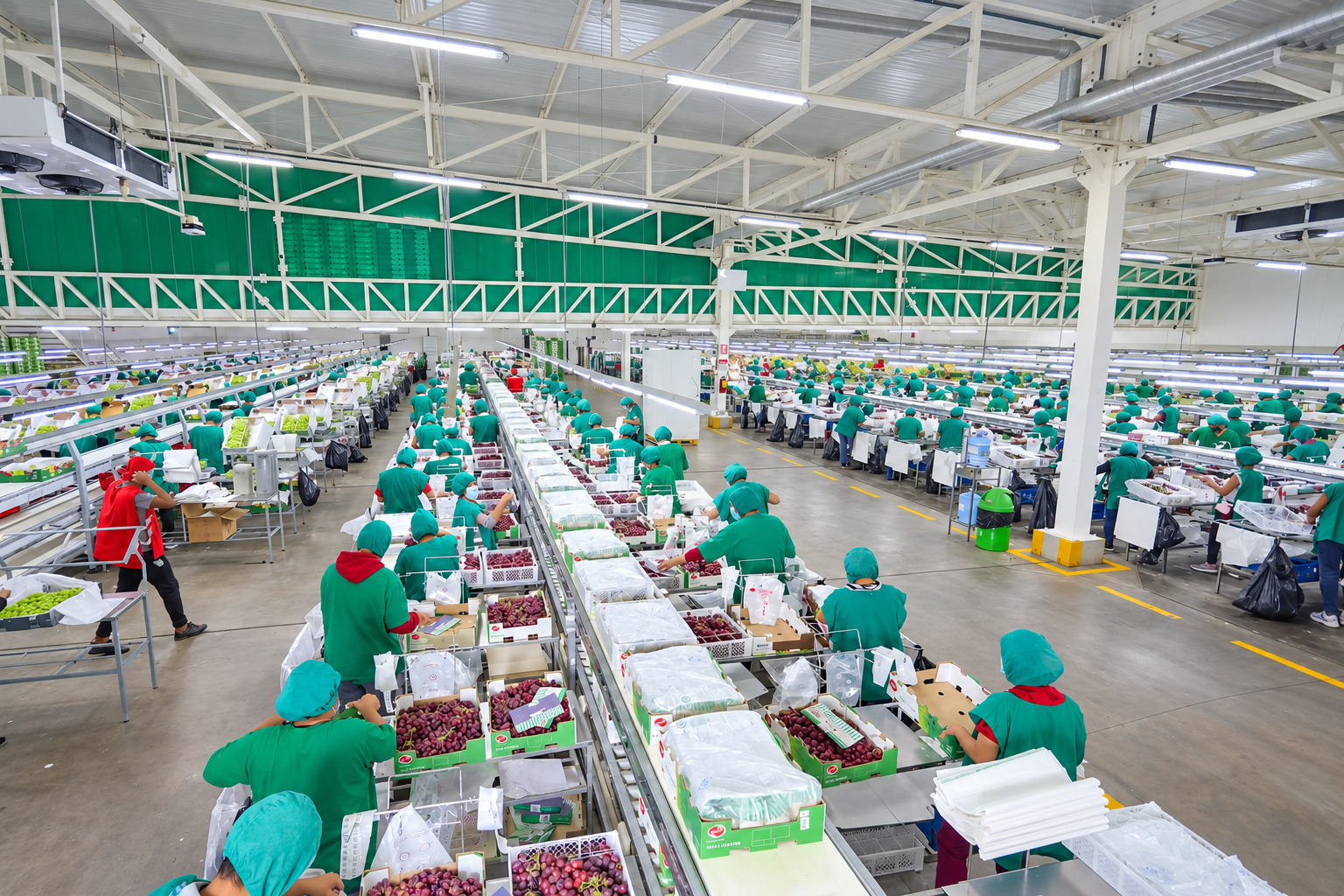 Personal trabajando en la planta empacadora de uva de PROSERLA