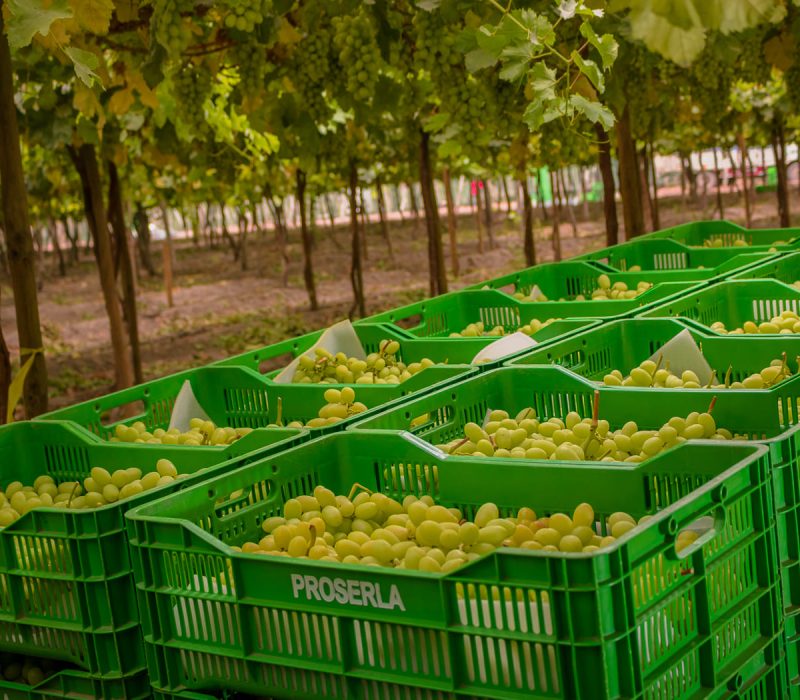 Cultivos agrícolas de PROSERLA