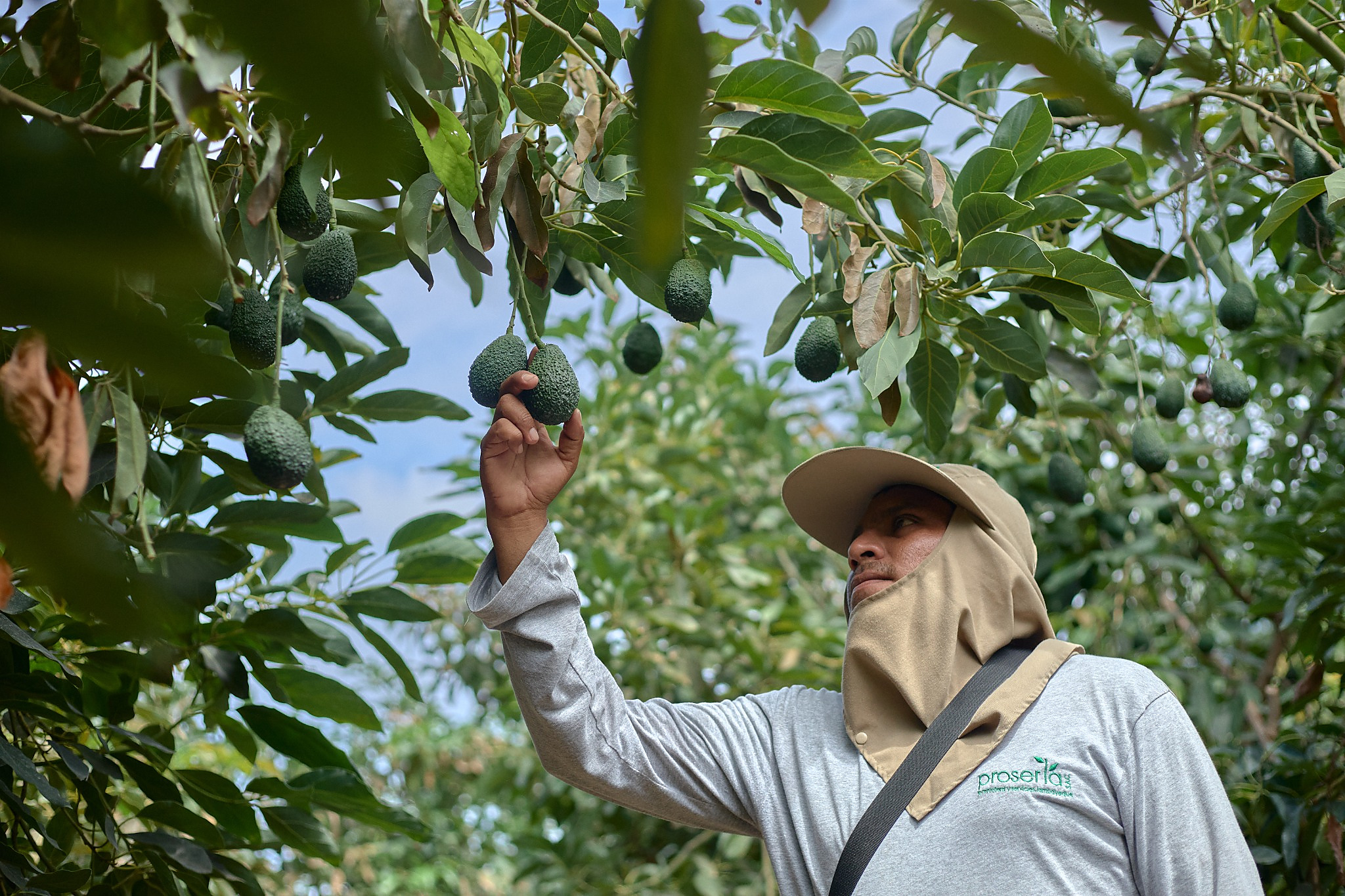 Trabajador de PROSERLA revisando paltas en el campo